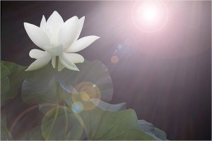 lotus-in-sun