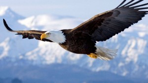 soaring-eagle-alaska