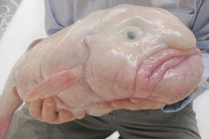 blobfish