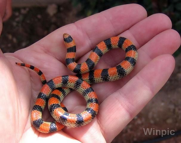 science-home-snakes-california-academy-of-sciences